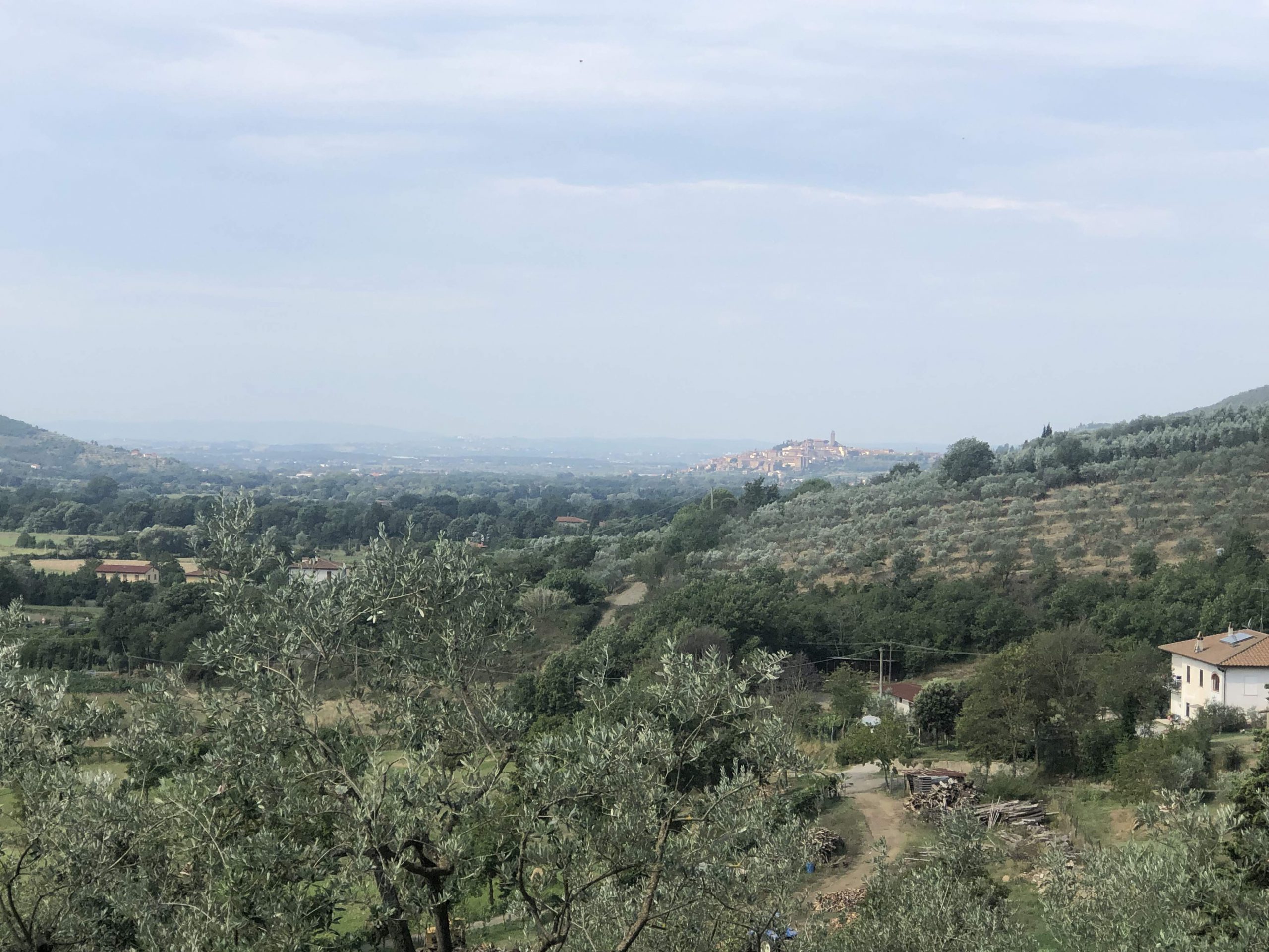 Olive groves in Tuscany